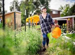密歇根州立大学丹佛公共卫生专业的学生安吉莉卡·马利在斯普劳特城市农场收割蔬菜. 艾莉森·麦克拉伦摄